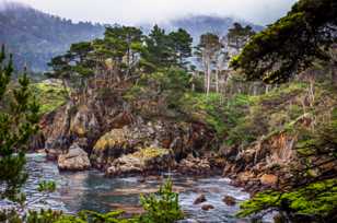 Point Lobos-3327.jpg